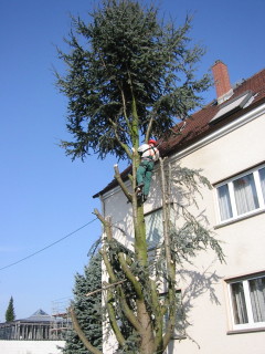 Baumschnitt & Fällungen