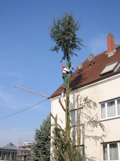 Baumschnitt & Fällungen