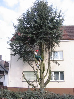 Baumschnitt & Fällungen